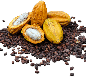 Madagaszkári Kakaóbab